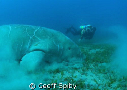 watching a dugong grazing on seagrass by Geoff Spiby 